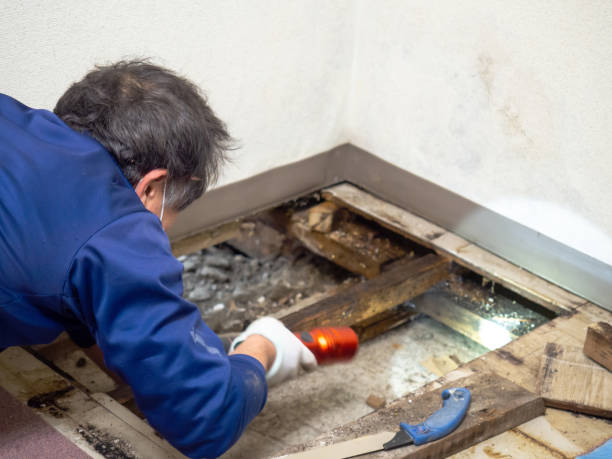 Best Black Mold Removal  in Perkins, OK