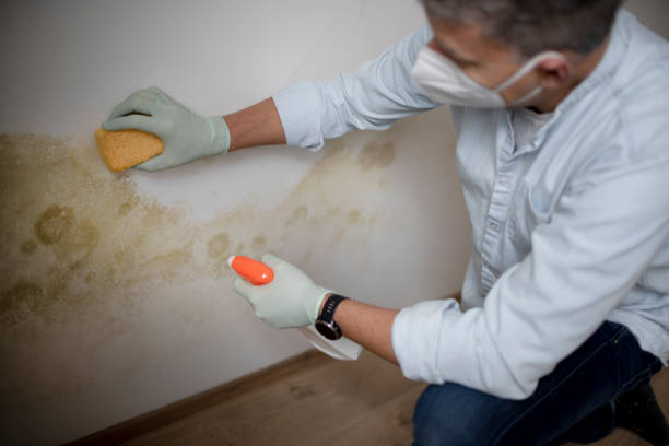 Trusted Perkins, OK Mold Removal Experts