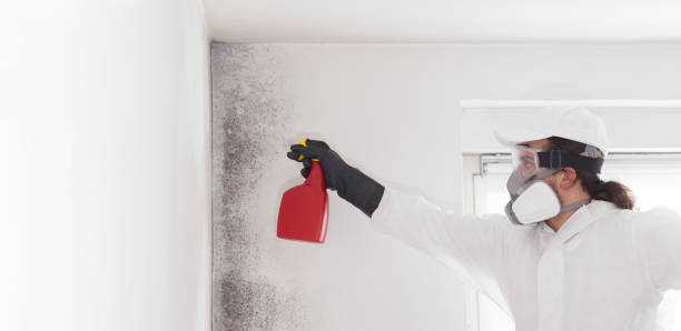 Home Mold Removal in Perkins, OK