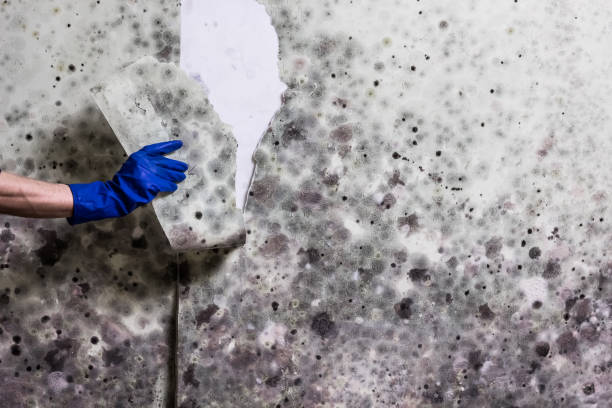 Best Home Mold Removal  in Perkins, OK